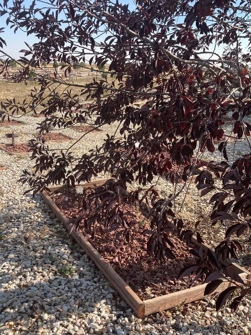 Ifrah Abdi Shuriys's grave. Photo 2